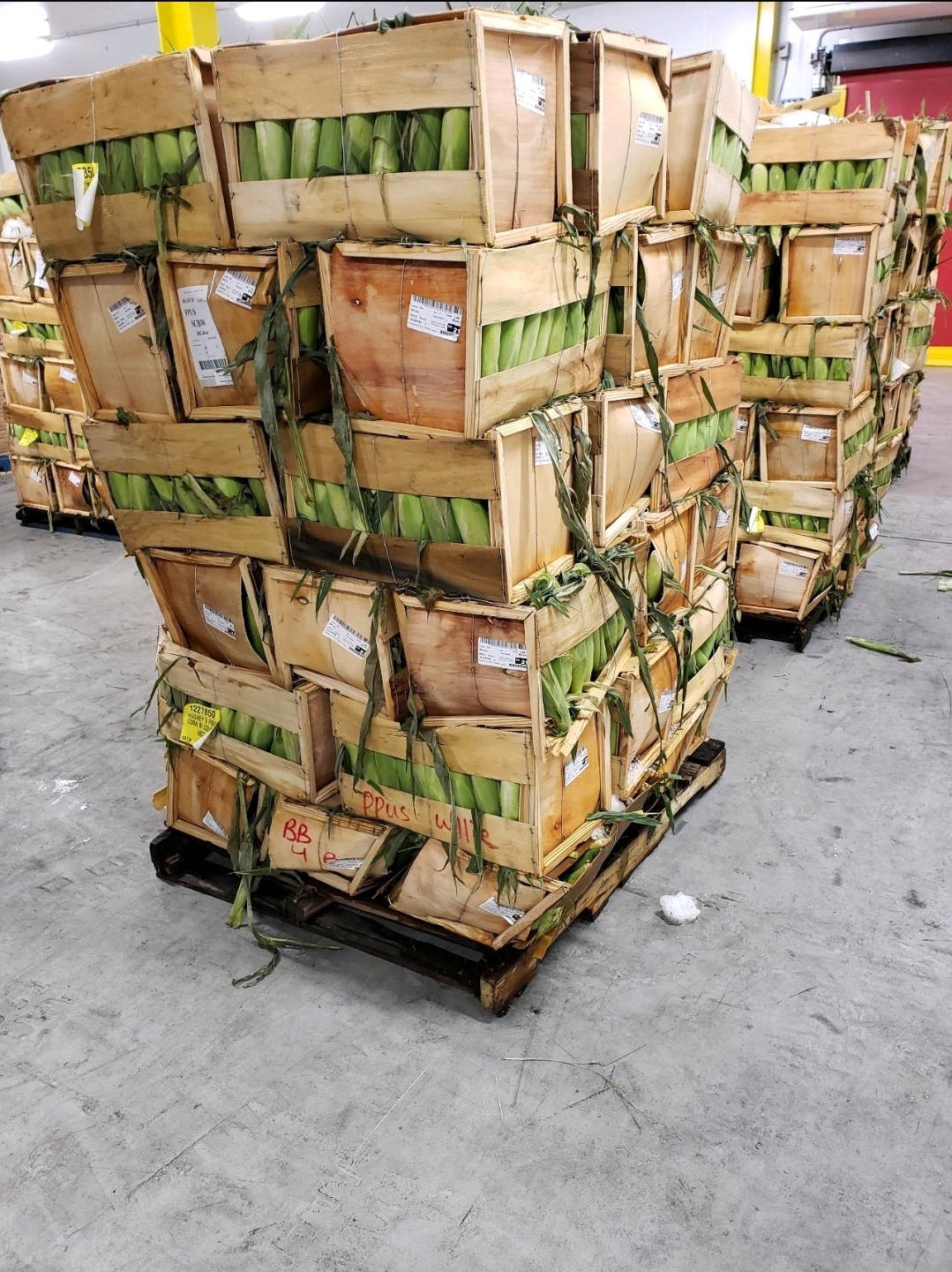 Cardboard boxes of corn