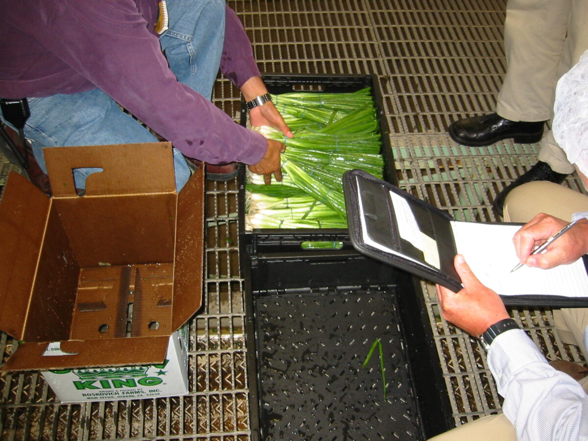 A grower moves bundles of green onions from a wet cardboard box and places them into breathable, hygienic reusable plastic crates while others observe and take inventory.