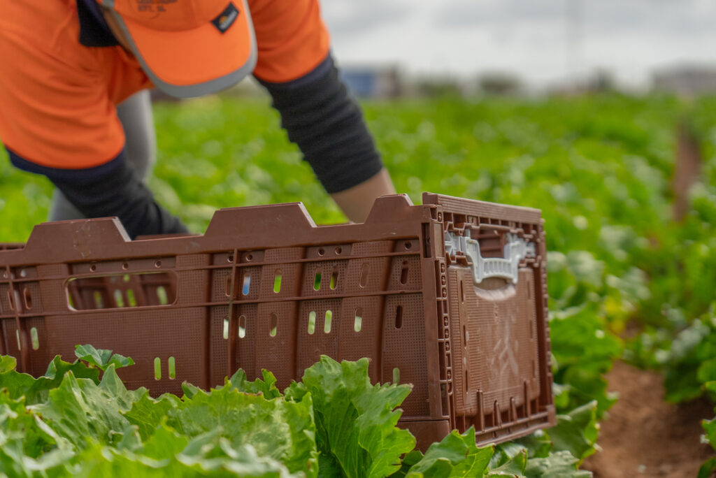 A brown reusable crate sits in a field of freshly picked lettuce.