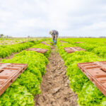 Reusable Packaging: Cutting Waste and Reducing Costs in Modern Supply Chains