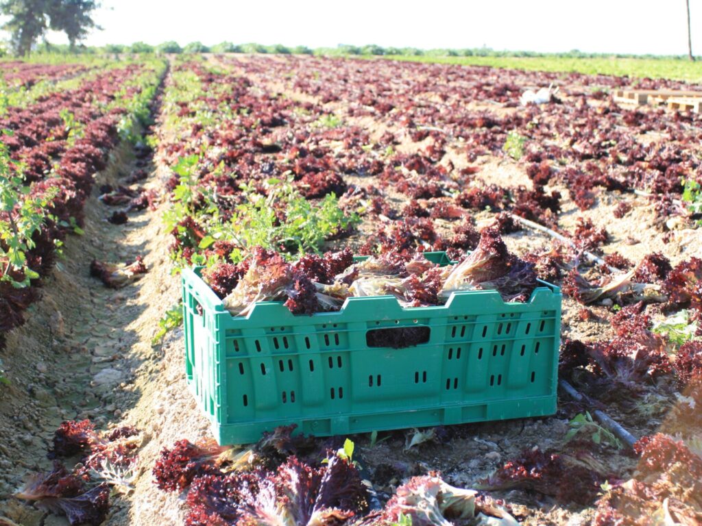A Tosca produce crate used by European producer Eisberg sits in a field of lettuce