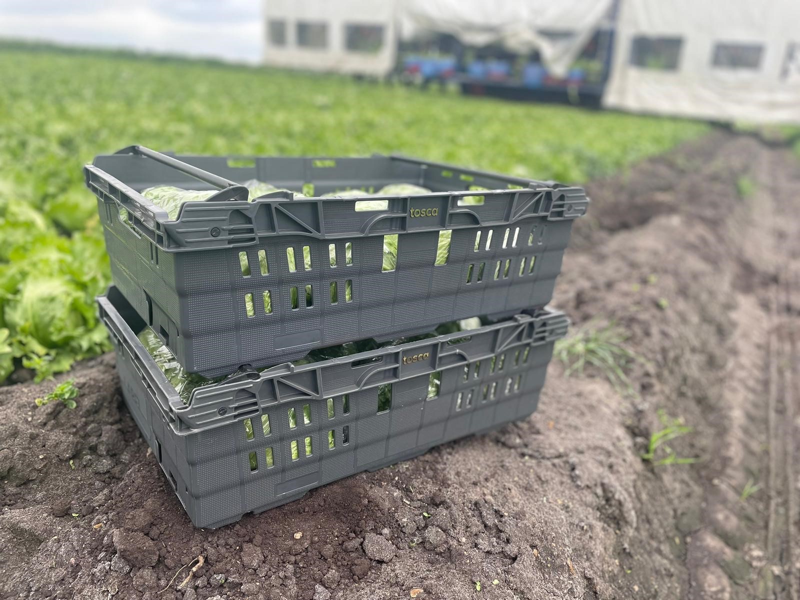 http://A%20stack%20of%20reusable%20plastic%20nestable%20crates%20is%20situated%20in%20a%20field%20of%20lettuce.