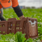 Why Plastic Fruit Crates Are Essential in Modern Logistics 