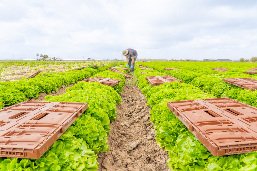Field of fresh lettuce with brown reusable crates placed throughout for harvesting, as a farmer tends to the crop, showcasing sustainable and efficient produce collection.