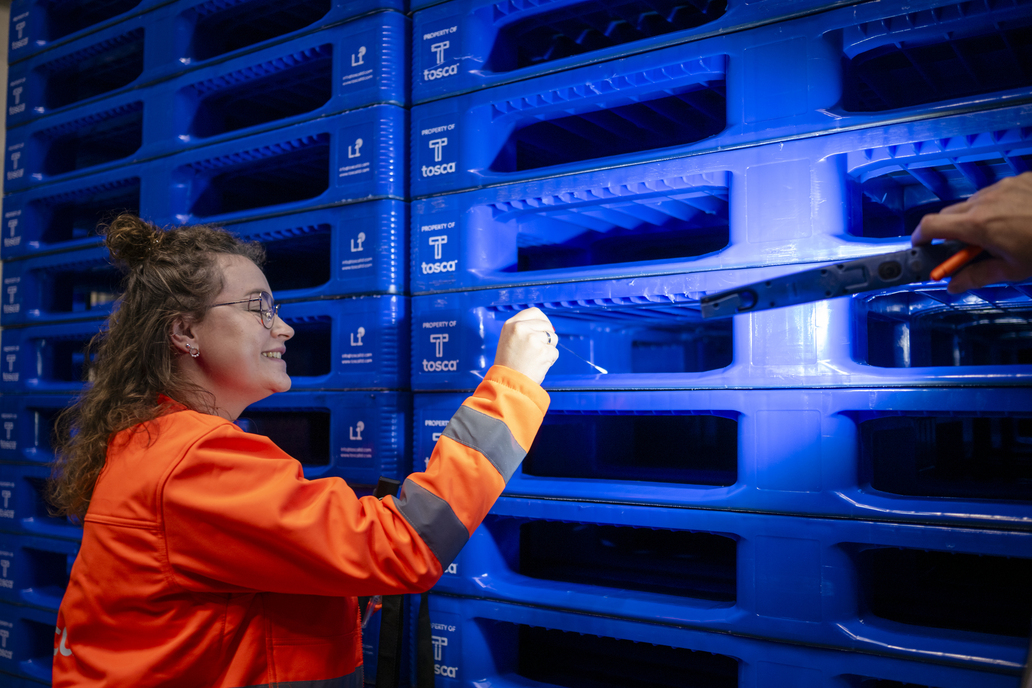 A worker inspecting a stack of blue Tosca-branded reusable plastic pallets with a light tool, highlighting quality control and the durability of the pallets in a warehouse setting.