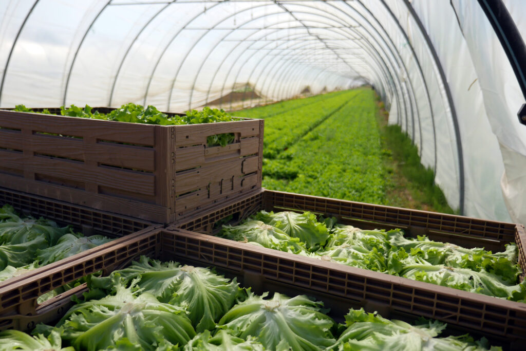 Freshly picked lettuces in a reusable plastic crate.