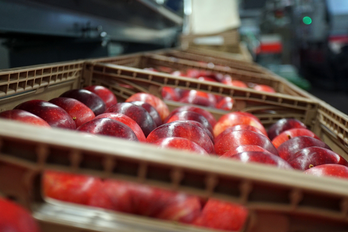 Wood-look reusable plastic retail crate, full of red fresh apples.