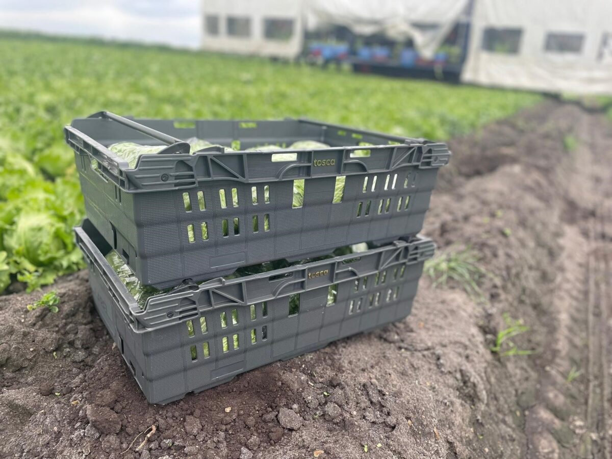 A stack of reusable plastic nestable crates is situated in a field of lettuce.