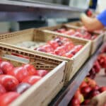 Casse per frutta: come scegliere la soluzione migliore in termini di qualità e durata