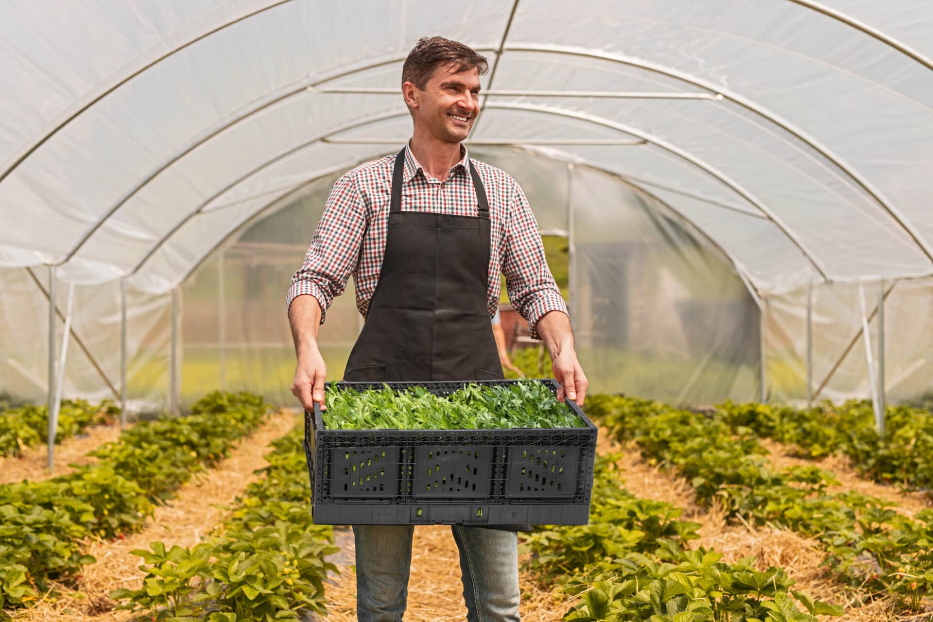 A Tosca produce crate being carried by a farm worker inside of a produce greenhouse