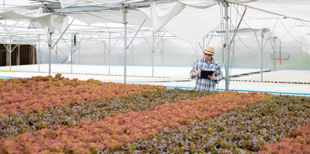Young agriculturist examine and record the quality reports of organic vegetables on the farm. Strictly checking vegetables on the farm.