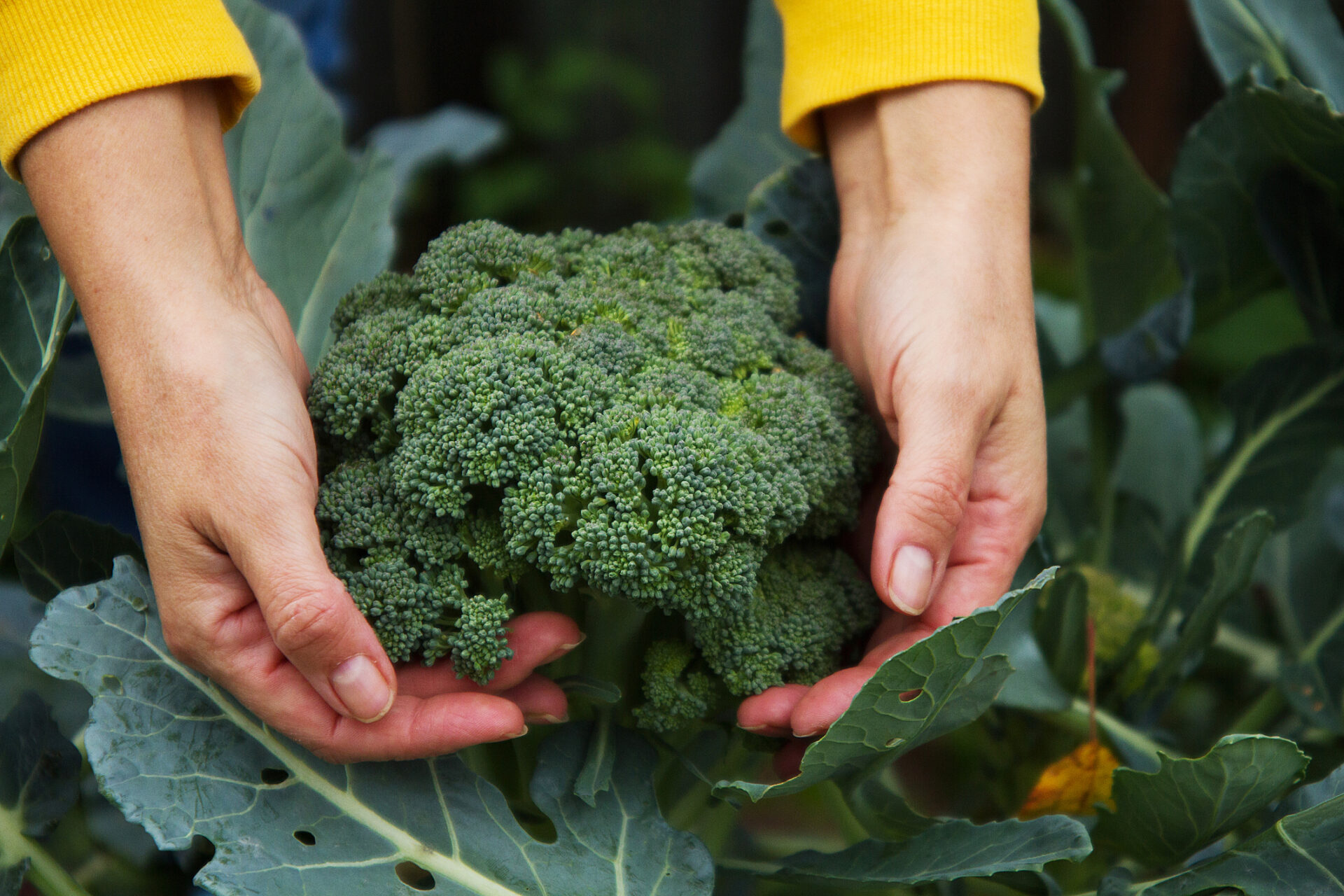 R Brush harvests broccoli