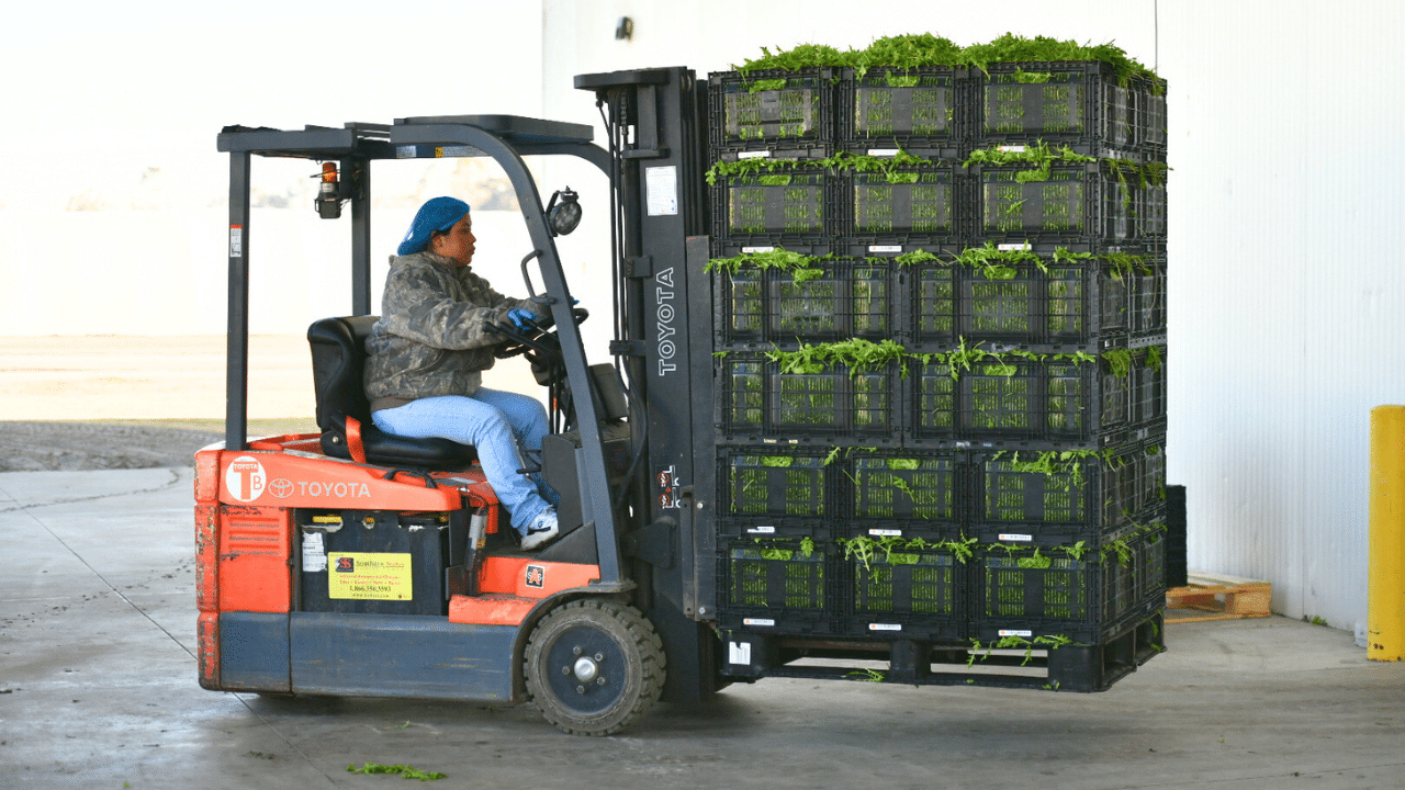 greens being stacked in reusable packaging containers and taken to the warehouse
