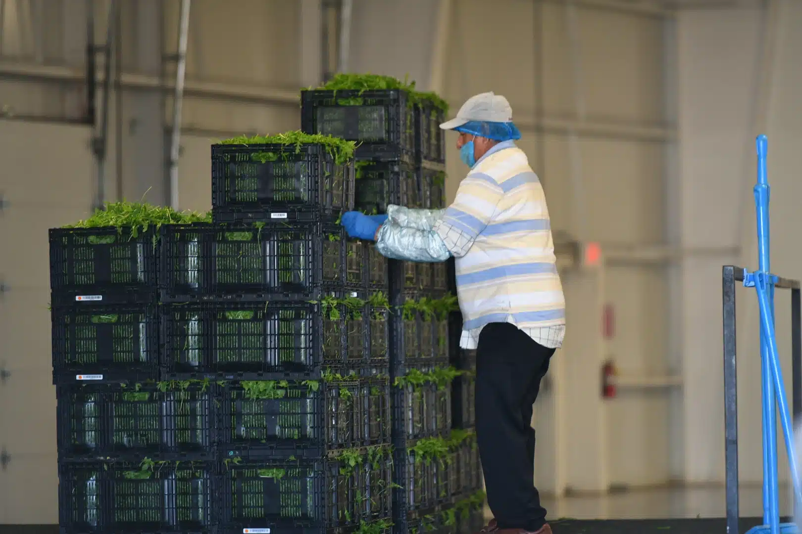 Worker stacking up the crates