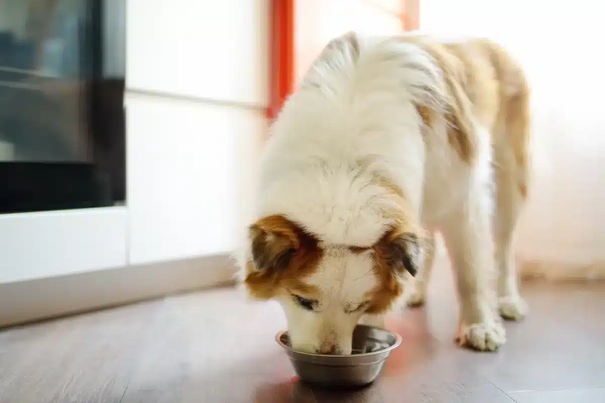 Dog eating dog food